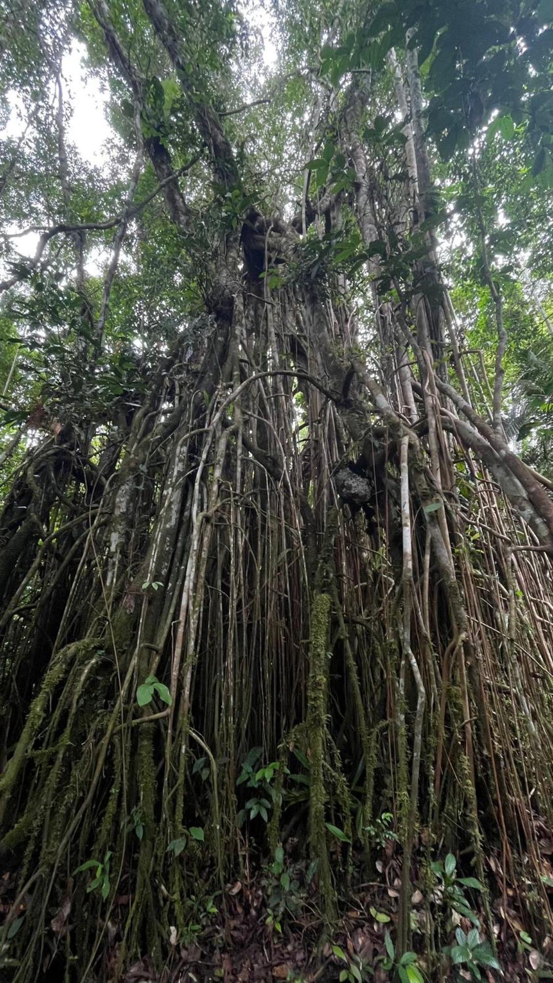 Hostal Buho Amazonas Tours 莱蒂西亚 外观 照片